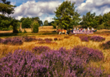 Eurostrand Resort Lüneburger Heide, Fintel, Kutschfahrt