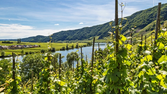 Das Moseltal begeistert mit zahlreichen Weinbergen und Weinkellern, mittelalterlichen Städtchen, Burgen und Klöstern.