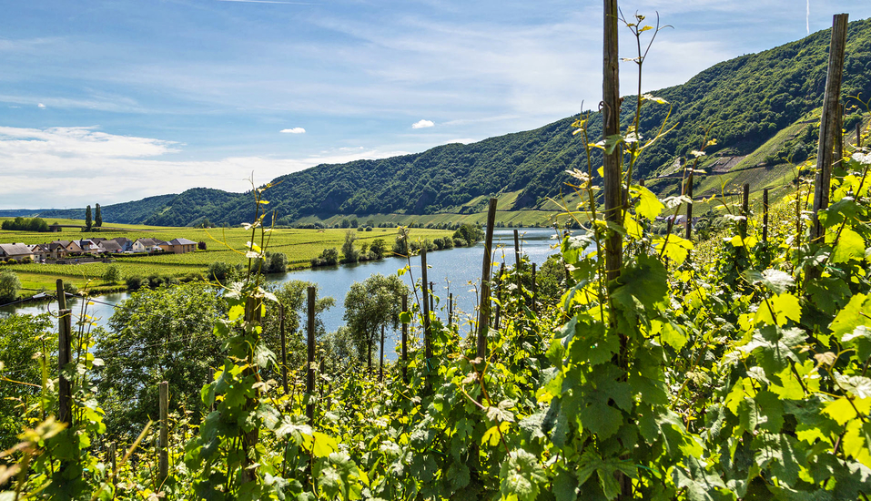 Das Moseltal begeistert mit zahlreichen Weinbergen und Weinkellern, mittelalterlichen Städtchen, Burgen und Klöstern.