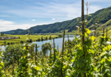 Das Moseltal begeistert mit zahlreichen Weinbergen und Weinkellern, mittelalterlichen Städtchen, Burgen und Klöstern.