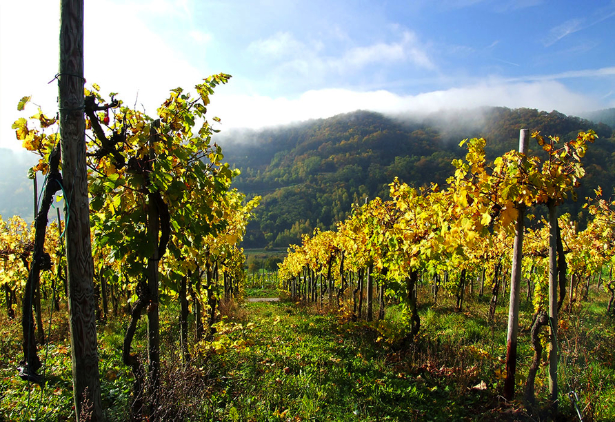 Auch im Herbst hat das Moseltal einiges zu bieten. 