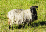 Heidschnucken entdecken Sie überall in der einzigartigen Naturlandschaft.