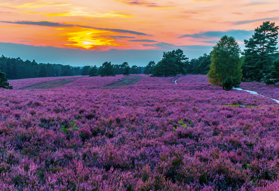 Die Erikafelder in der Lüneburger Heide sind unbeschreiblich schön.