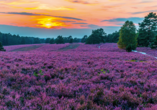 Die Erikafelder in der Lüneburger Heide sind unbeschreiblich schön.