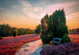 Machen Sie sich selbst ein Bild von der Traumlandschaft in der Lüneburger Heide!