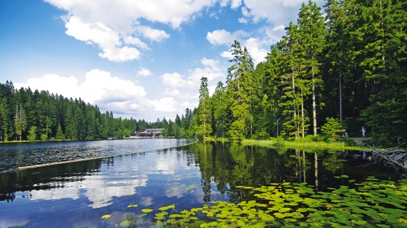 Eines der größten Highlights in der Nähe Ihres Urlaubsortes ist der Arbersee.