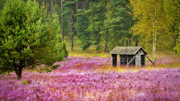 Lassen Sie sich vom Naturschutzgebiet Lüneburger Heide verzaubern!