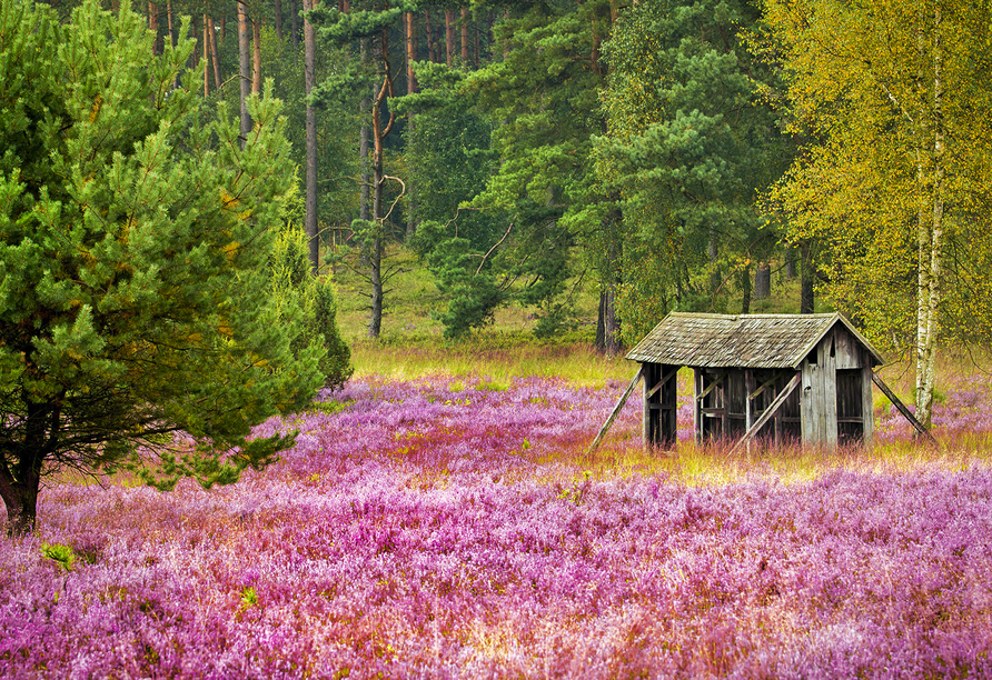 Lassen Sie sich vom Naturschutzgebiet Lüneburger Heide verzaubern!