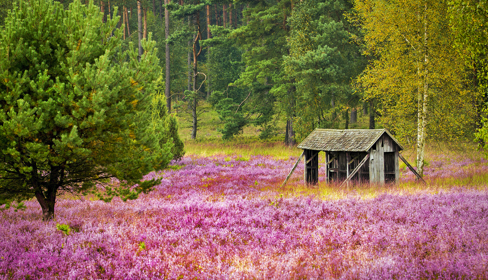 Lassen Sie sich vom Naturschutzgebiet Lüneburger Heide verzaubern!