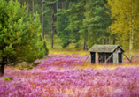 Lassen Sie sich vom Naturschutzgebiet Lüneburger Heide verzaubern!