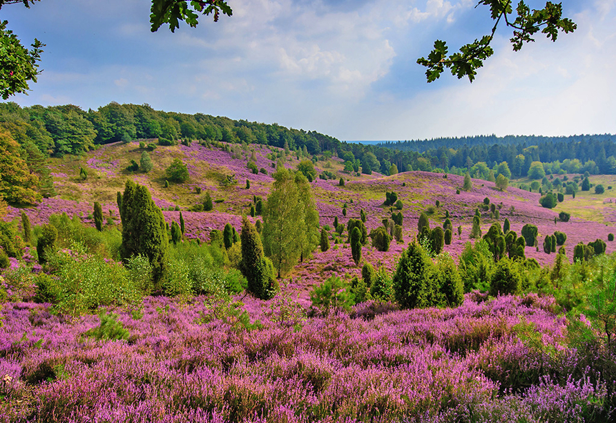 Ein Farbenmeer aus dem Violett vieler Millionen Blüten, unterbrochen vom satten Grün der Wacholder und Kiefern.