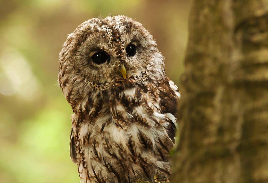 Das Greifvogel-Gehege Bispingen ist ein ungewöhnliches Ausflugsziel für die ganze Familie.