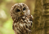 Das Greifvogel-Gehege Bispingen ist ein ungewöhnliches Ausflugsziel für die ganze Familie.