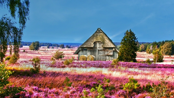 Erfreuen Sie sich an der Landschaft in der Lüneburger Heide.