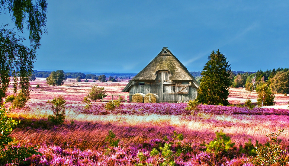 Erfreuen Sie sich an der Landschaft in der Lüneburger Heide.