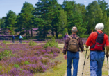 Wandern und radeln Sie durch die traumhafte Lüneburger Heide.