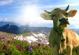 Genießen Sie Idylle pur im malerischen Graubünden.