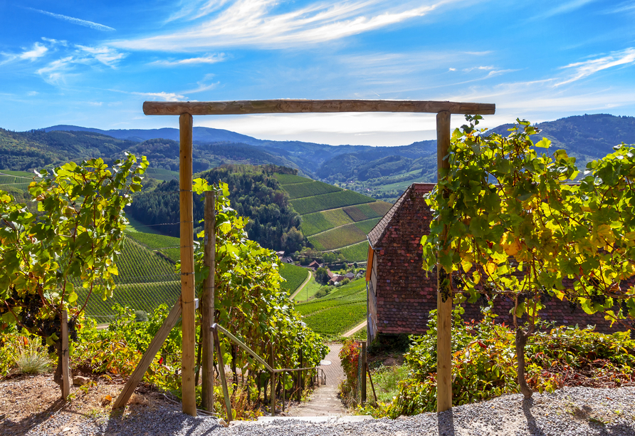 Begeben Sie sich durch die Weinberge zum schönen Schloss Staufenberg.