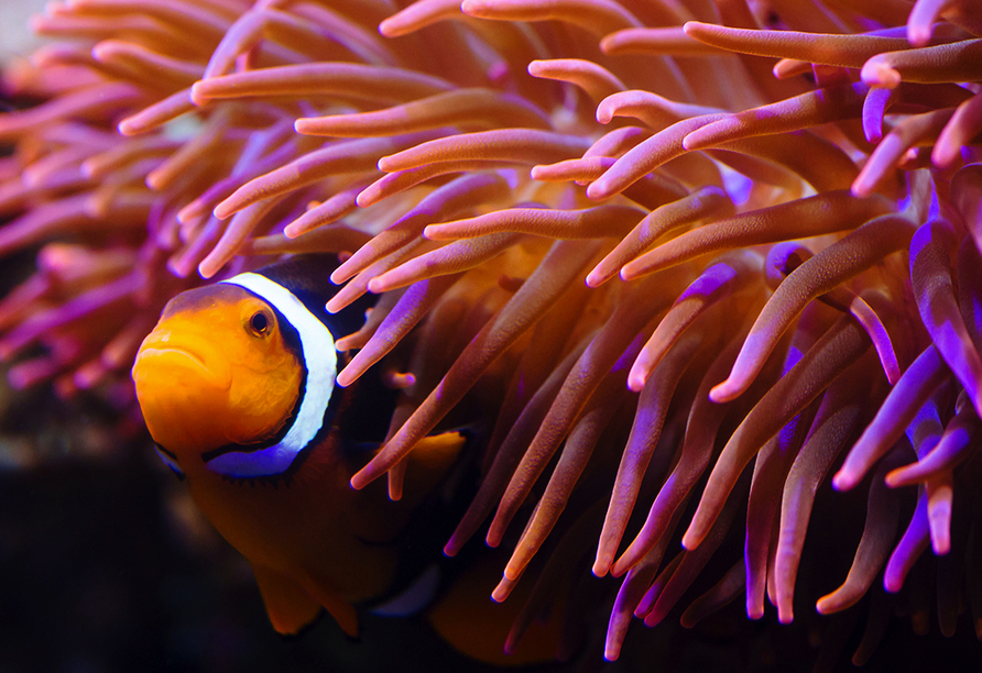 Entdecken Sie über 5.000 Meereslebewesen im SEA LIFE Oberhausen.