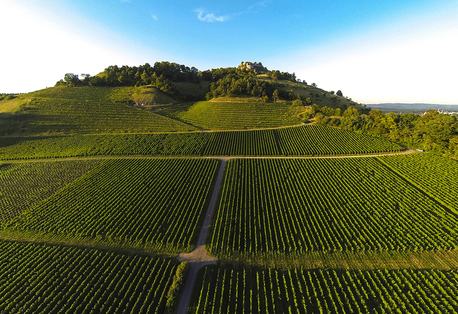 Der Weinberg am Hohentwiel ist der höchstgelegene Weinberg im Hegau.