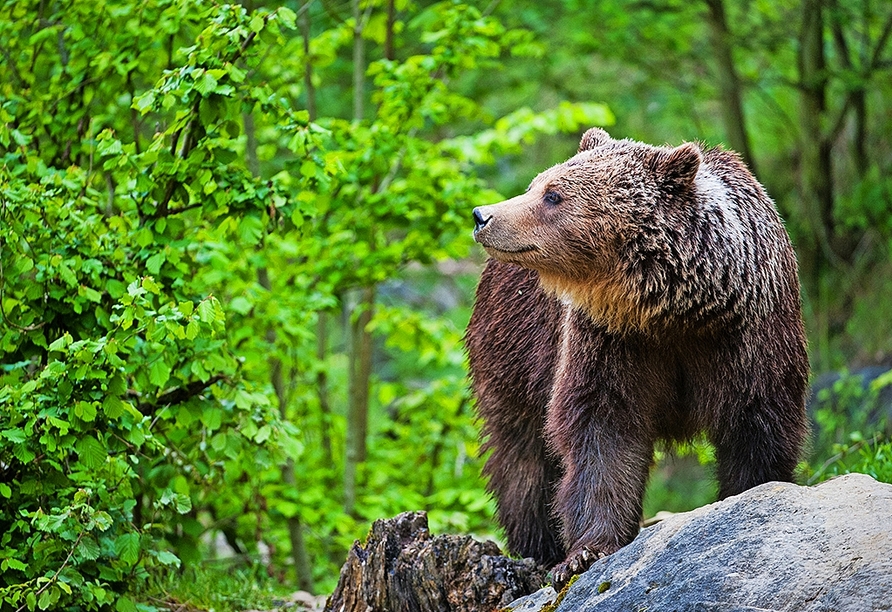 Ferienwohnpark Silbersee, Wildpark Knüll