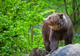 Ferienwohnpark Silbersee, Wildpark Knüll