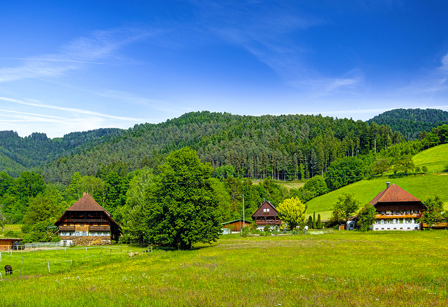 Entdecken Sie die traumhaften Naturlandschaften des Schwarzwalds auf wunderschönen Wanderwegen.