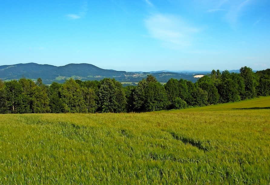 Genießen Sie die wunderschöne Natur des Bayerischen Walds.