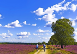 Erkunden Sie die Lüneburger Heide auf dem Rad.