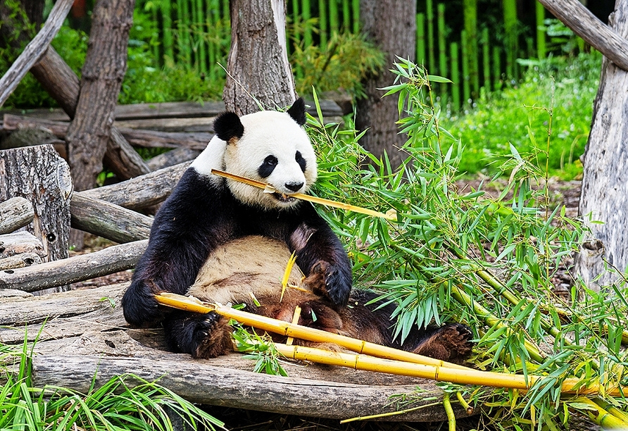 Der Berliner Zoo ist der älteste noch bestehende Zoo Deutschlands – er liegt nur ca. 3 km von Ihrem Hotel entfernt. 