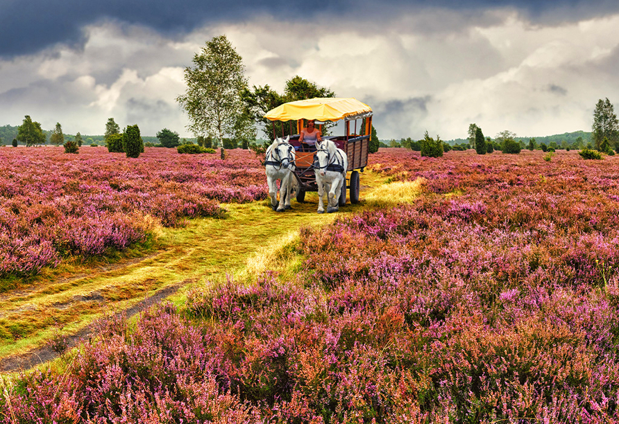 Unternehmen Sie eine entspannte Kutschfahrt durch die Lüneburger Heide.