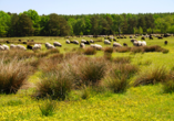 Heidschnucken werden Ihnen bei Erkundungstouren durch die Lüneburger Heide des Öfteren begegnen.