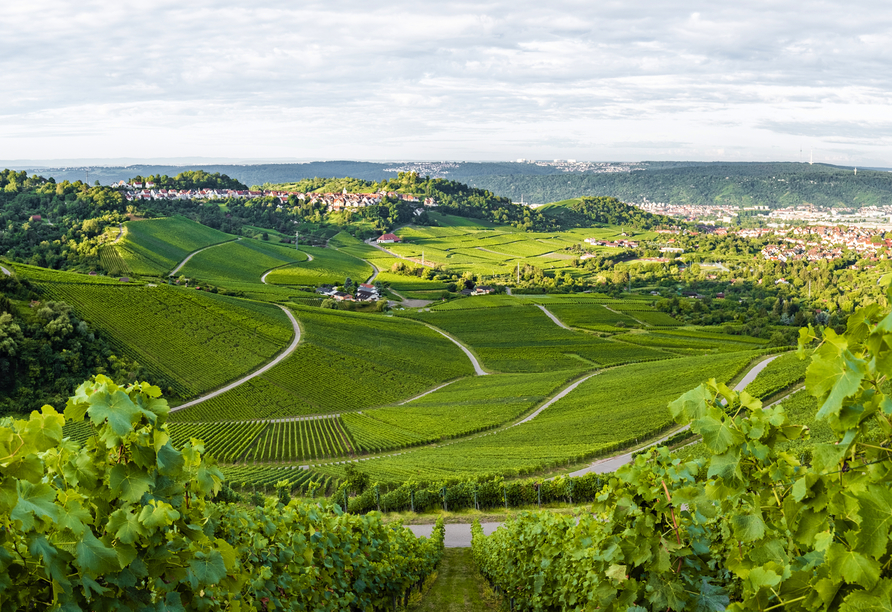 Eine Wanderung durch die Weinberge in Stuttgart (Kappelberg) lohnt sich.