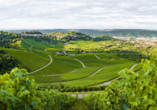 Eine Wanderung durch die Weinberge in Stuttgart (Kappelberg) lohnt sich.