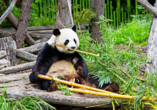 Wie wäre es mit einem Besuch des Berliner Zoos?