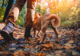 Auch für einen schönen Urlaub mit Ihrem Hund sind Sie im Gersfelder Hof an der richtigen Adresse.