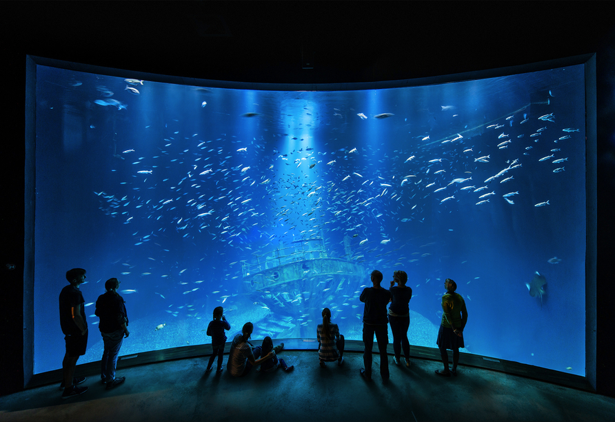 Die großen Becken im Ozeaneum sind einfach faszinierend!