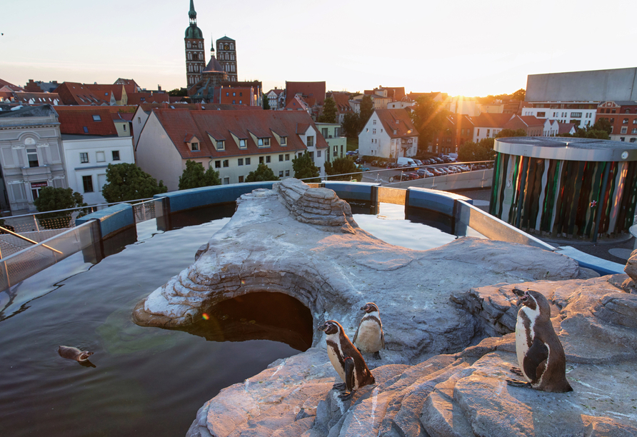 Eines der Highlights: die Pinguine auf dem Dach des Museums Ozeaneum.