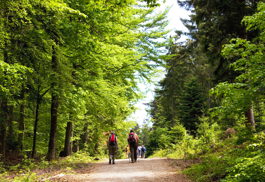 Wandern Sie durch die schönen Wälder. 