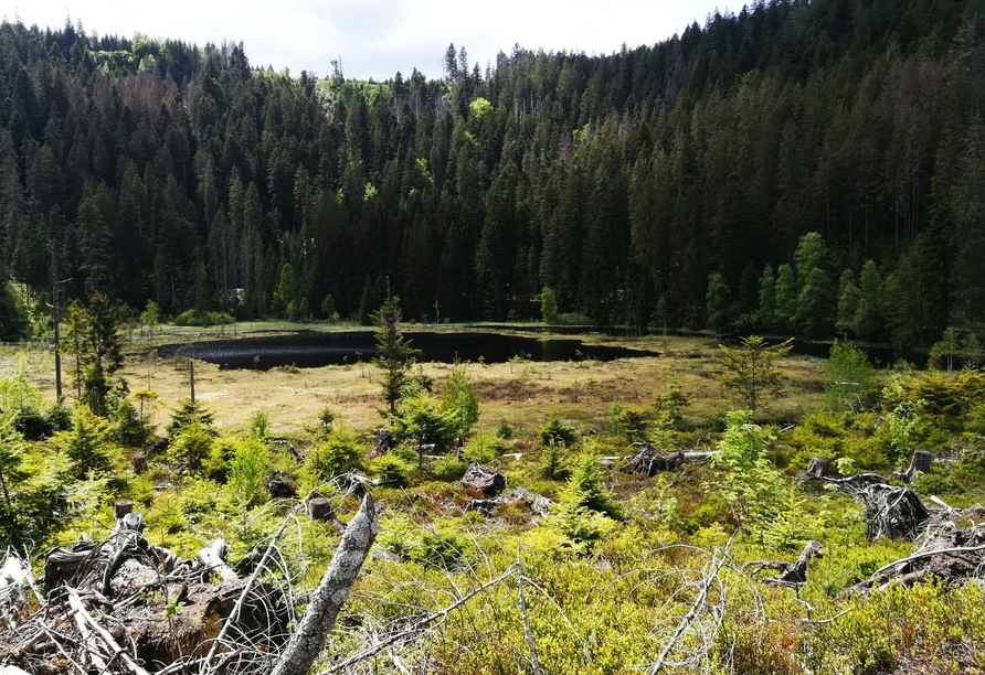 Der Baiersbronner Seensteig führt an stillen Ufern verwunschener Karseen vorbei.