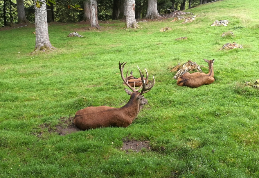 Das Wildgehege in Baiersbronn begeistert Groß und Klein.