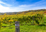 Spazieren Sie durch die Weinberge nahe Bad Bergzaberns.