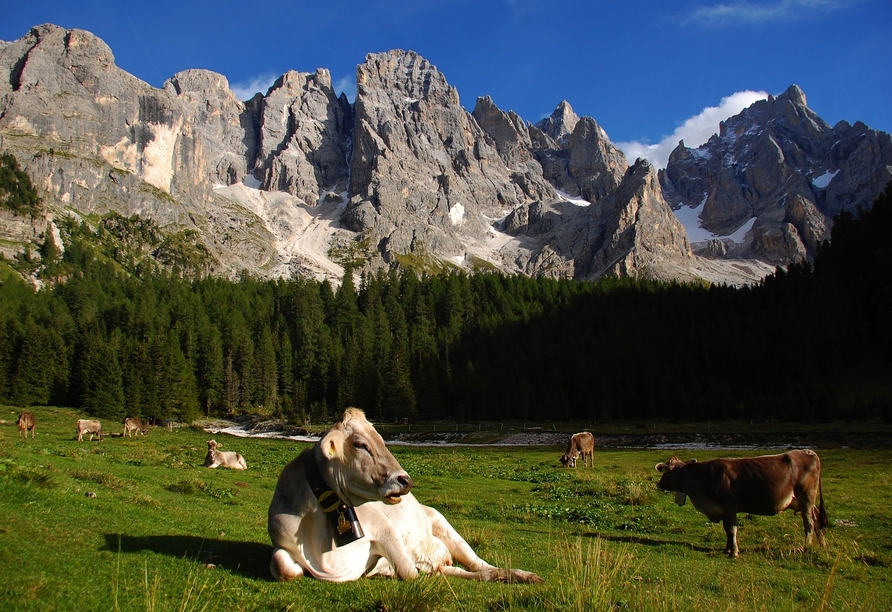 Bei Wanderungen und Spaziergängen begegnen Sie auch dem ein oder anderen Tier, das gemütlich auf der Weide grast.