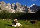 Bei Wanderungen und Spaziergängen begegnen Sie auch dem ein oder anderen Tier, das gemütlich auf der Weide grast.