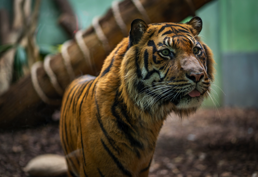 Der Tierpark Gotha ist einen Besuch wert.