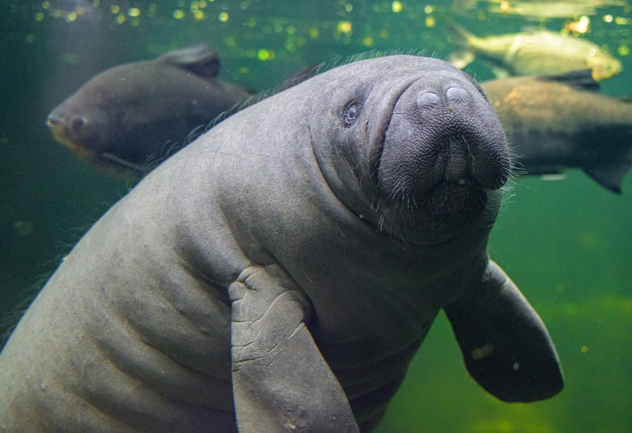 Auch Wasserbewohner wie die Seekühe lassen sich im Duisburger Zoo auf Augenhöhe erleben.