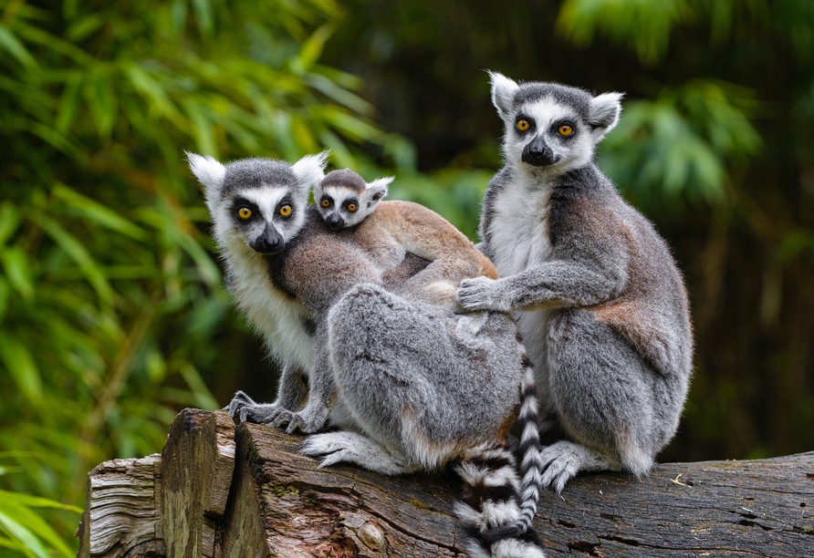 Beobachten Sie die putzige Kattafamilie im Duisburger Zoo.