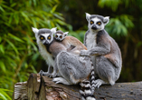 Beobachten Sie die putzige Kattafamilie im Duisburger Zoo.