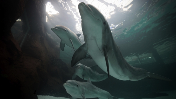 Besuchen Sie die berühmte Delfinshow im Duisburger Zoo.