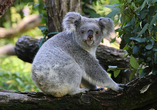 Der Duisburger Zoo ist seit vielen Jahren auf die Tierwelt Australiens spezialisiert.